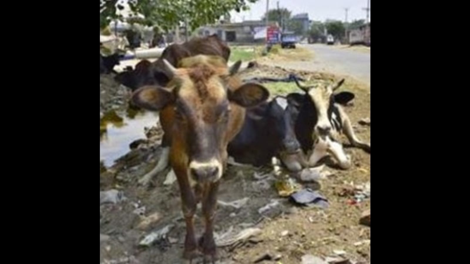 stray-cattle-menace-up-govt-steps-up-efforts-zila-panchayats-asked-to