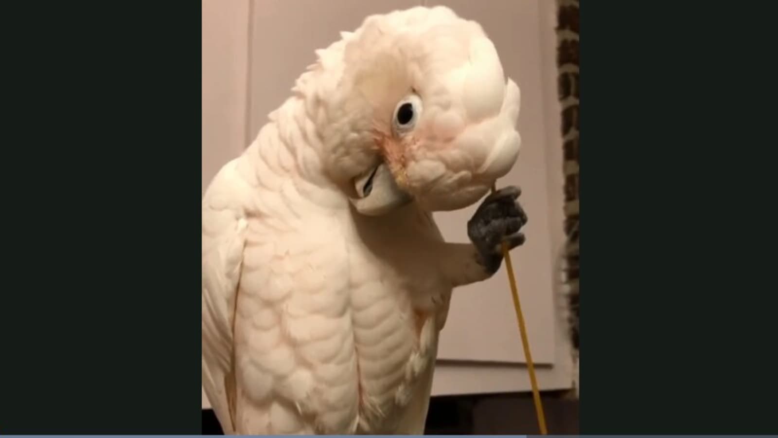Bird uses uncooked spaghetti to scratch its head. Watch oddly