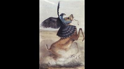 J. Wolf’s illustration carried in Burton’s 1852 book: a Shahbaaz hunting down a gazelle. (HT Photo)