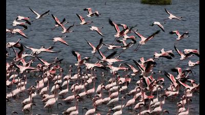 Green activists raise concern over destruction of migratory birds’ destinations and large-scale landfill at Savarkhar wetland in Uran. (For representational purposes only) (BACHCHAN KUMAR/ HT FILE PHOTO)