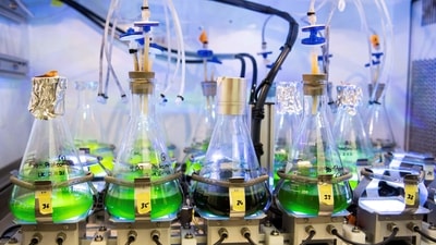 The Alga Technical Center at the Technical University of Munich (TUM) has partnered with baker Gerboin to experiment with algae varieties in desserts, and are attempting to make oil from bread scraps to replace palm oil.&nbsp; (Photo: Lukas Barth, Reuters)
