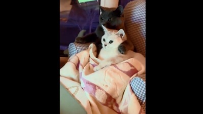 The image taken from the Reddit video shows the cats. (Reddit/@MarineSgtBlake)