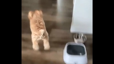The image taken from the viral video shows the dog running towards its human. (Instagram/@zoeythefluffster)