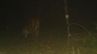 In the early hours of Saturday, one of the camera traps captured the photo of the tiger. It is a full-grown male, according to forest officials. (SOURCED.) In the early hours of Saturday, one of the camera traps captured the photo of the tiger. It is a full-grown male, according to forest officials. (SOURCED.)