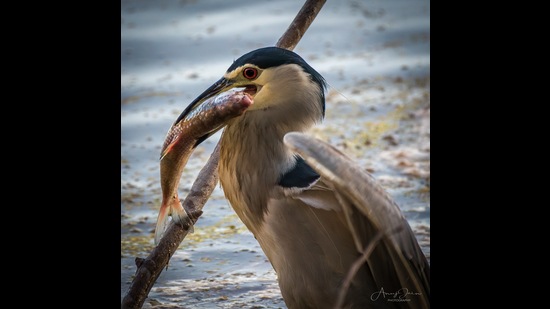 A heron with its catch at Sukhna regulator-end. (PHOTO: ANUJ JAIN) A heron with its catch at Sukhna regulator-end. (PHOTO: ANUJ JAIN)