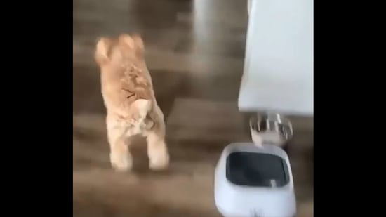 The image taken from the viral video shows the dog running towards its human. (Instagram/@zoeythefluffster)