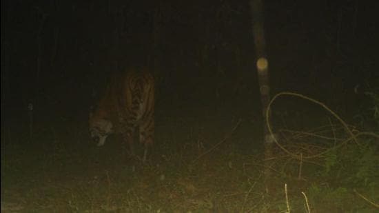 In the early hours of Saturday, one of the camera traps captured the photo of the tiger. It is a full-grown male, according to forest officials. (SOURCED.) In the early hours of Saturday, one of the camera traps captured the photo of the tiger. It is a full-grown male, according to forest officials. (SOURCED.)