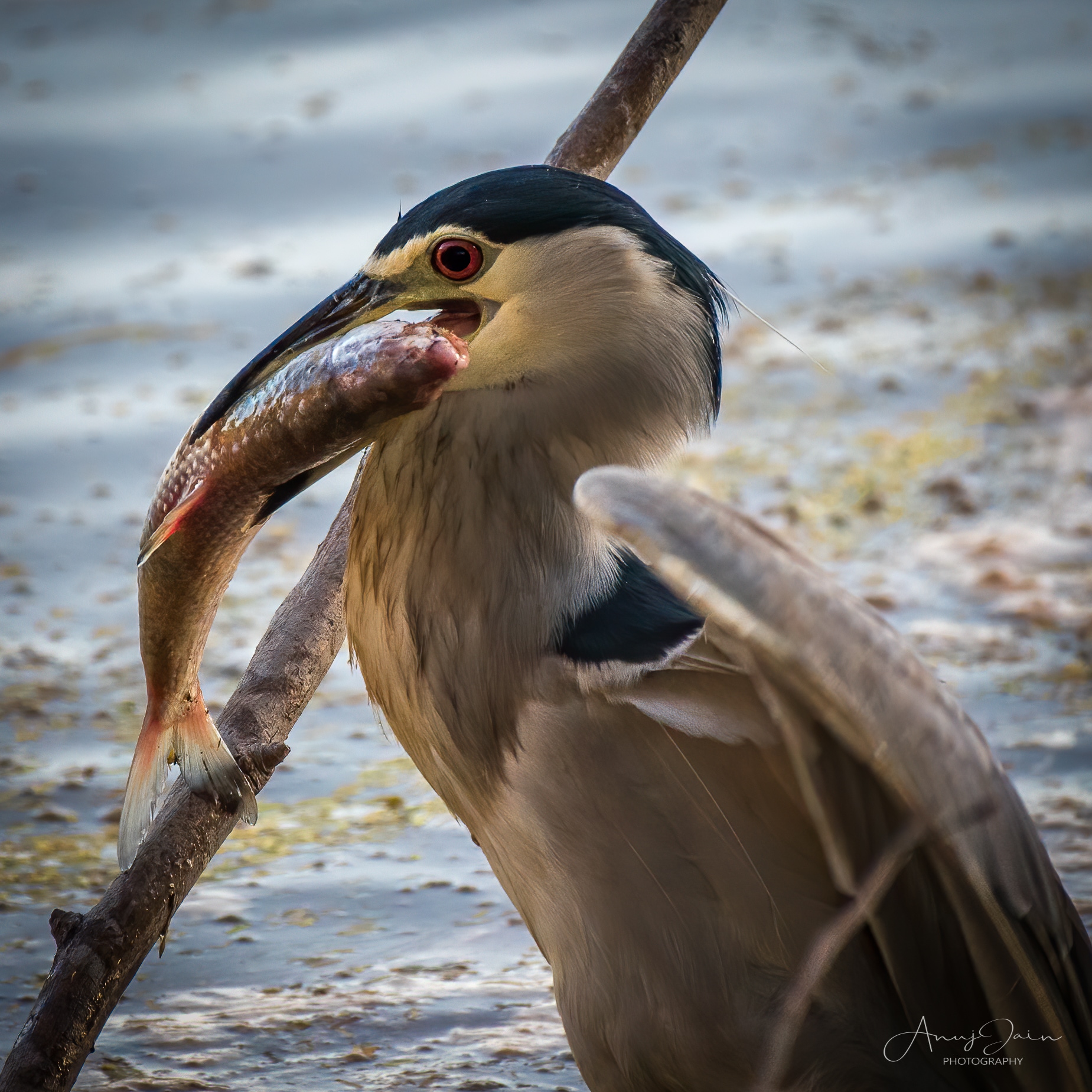 A heron with its catch at Sukhna regulator-end. (PHOTO: ANUJ JAIN)