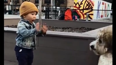 The image taken from the Twitter video shows the kid staring at the dog. (Screengrab)