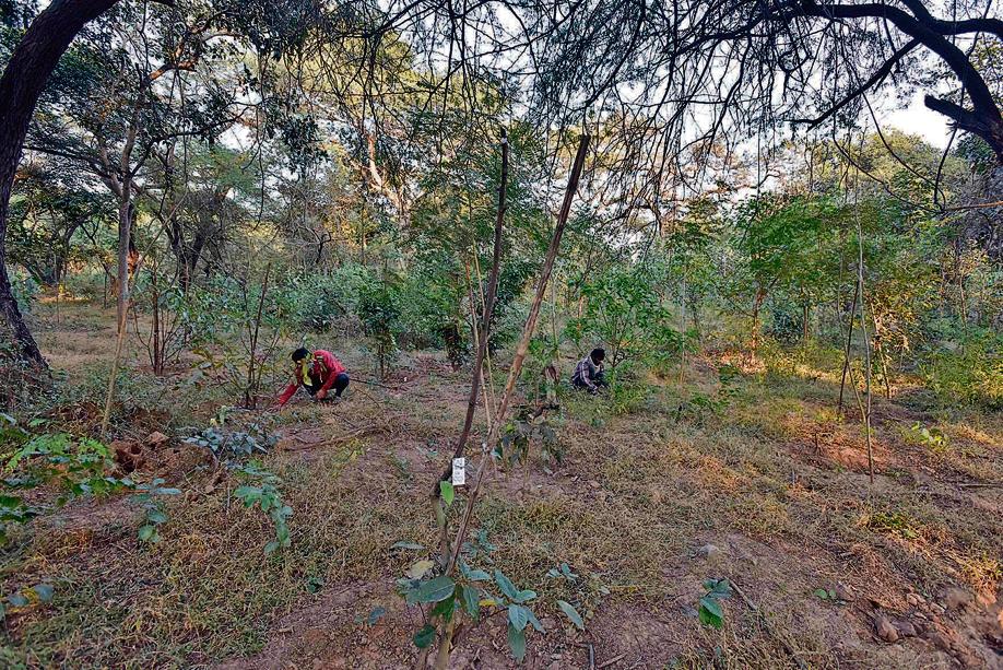 A close look at saplings planted in Maafi Bagh shows that nearly half are in bad shape. (Sanjeev Verma/HT) A close look at saplings planted in Maafi Bagh shows that nearly half are in bad shape. (Sanjeev Verma/HT)