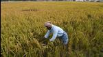 GVA comparisons show that agriculture, which had grown by 4.6% in the first three quarters of the 2020 calendar year too, has grown 4% in the same interval this year (AFP) GVA comparisons show that agriculture, which had grown by 4.6% in the first three quarters of the 2020 calendar year too, has grown 4% in the same interval this year (AFP)