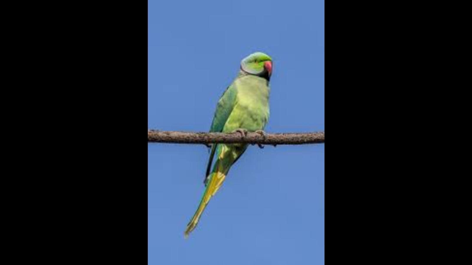 Echo parakeet - Wikipedia