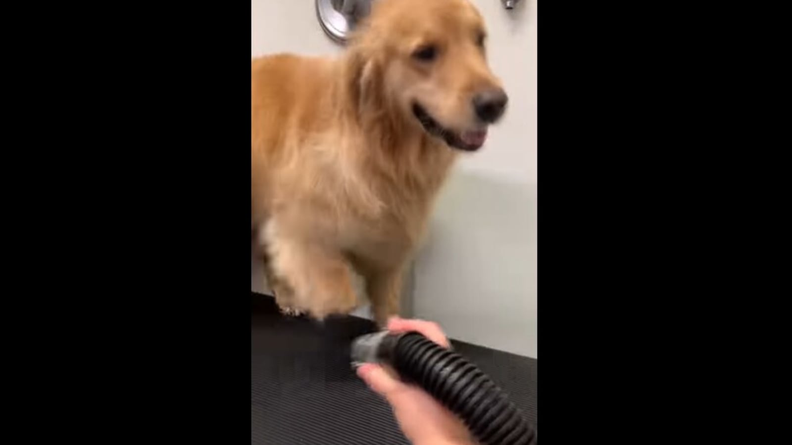 Dancing retriever clearance