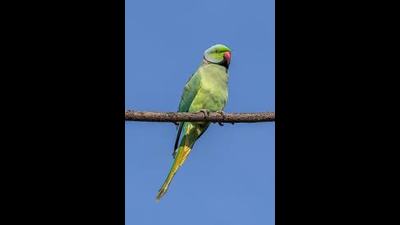 As many as 11 rose-ringed parakeets crammed in a nylon bag were rescued from Nakhas bird market in Lucknow. (Pic for representation)