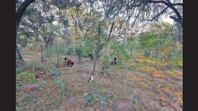 Tribals from Lahaul and Spiti and Kinnaur districts met Congress members and sought their help to expedite the implementation of the Forest Rights Act. (HT File Photo/ Representational image)