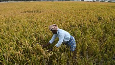 GVA comparisons show that agriculture, which had grown by 4.6% in the first three quarters of the 2020 calendar year too, has grown 4% in the same interval this year (AFP) GVA comparisons show that agriculture, which had grown by 4.6% in the first three quarters of the 2020 calendar year too, has grown 4% in the same interval this year (AFP)