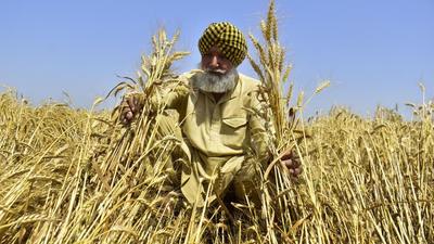A wheat farmer examining his crop before harvest. The Charanjit Singh Channi government’s decision of seeking information from DCs regarding landowners having more than the permissible area under the land ceiling laws in Punjab has stirred up a controversy. (HT file photo) A wheat farmer examining his crop before harvest. The Charanjit Singh Channi government’s decision of seeking information from DCs regarding landowners having more than the permissible area under the land ceiling laws in Punjab has stirred up a controversy. (HT file photo)