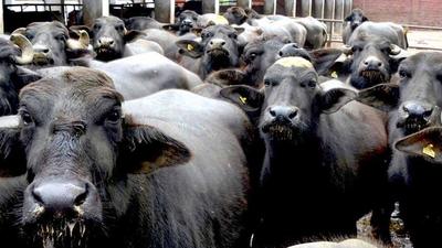 The Union minister of state fisheries, animal husbandry and dairy Parshottam Rupala had unveiled the National Digital Livestock Mission (NDLM) blueprint at the National Dairy Development Board (NDDB). (HT Photo) The Union minister of state fisheries, animal husbandry and dairy Parshottam Rupala had unveiled the National Digital Livestock Mission (NDLM) blueprint at the National Dairy Development Board (NDDB). (HT Photo)