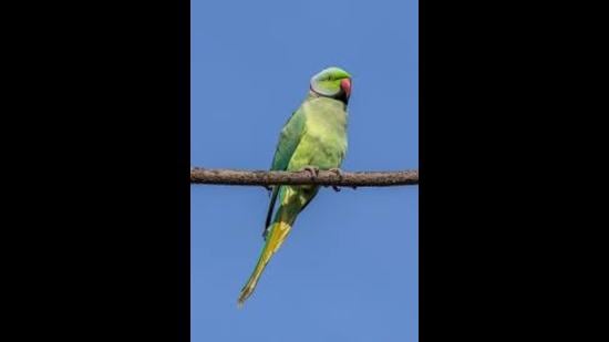 Rose-Ringed Parakeet | Invasive Species Wiki | Fandom