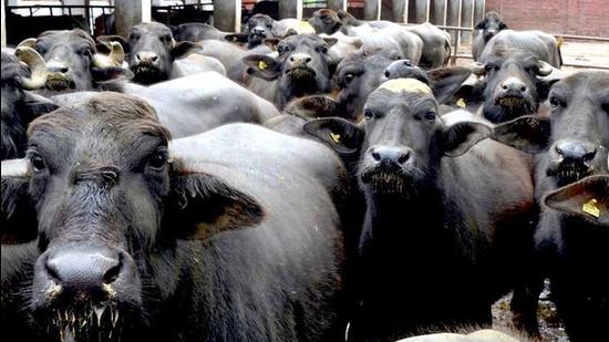 The Union minister of state fisheries, animal husbandry and dairy Parshottam Rupala had unveiled the National Digital Livestock Mission (NDLM) blueprint at the National Dairy Development Board (NDDB). (HT Photo)