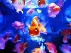 A fish aquarium kept according to Vastu Shastra greatly impacts human life. AFP Photo/Yoshikazu Tsuno A fish aquarium kept according to Vastu Shastra greatly impacts human life. AFP Photo/Yoshikazu Tsuno