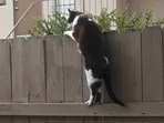 This smart catto - Mary-Jane, has figured out a way to climb a fence with minimal efforts. (Jukin Media) This smart catto - Mary-Jane, has figured out a way to climb a fence with minimal efforts. (Jukin Media)