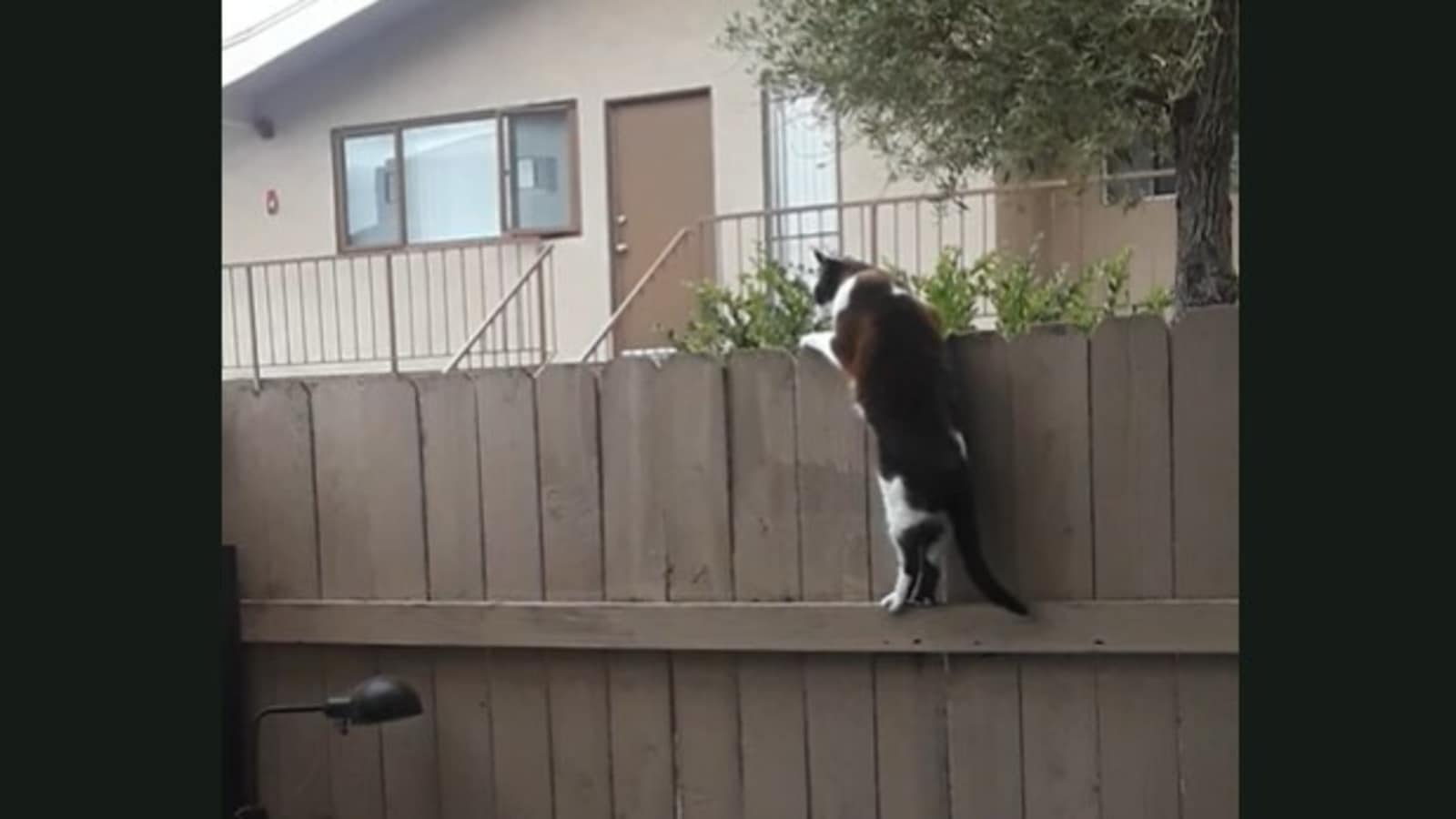Funny cat hot sale jumping videos