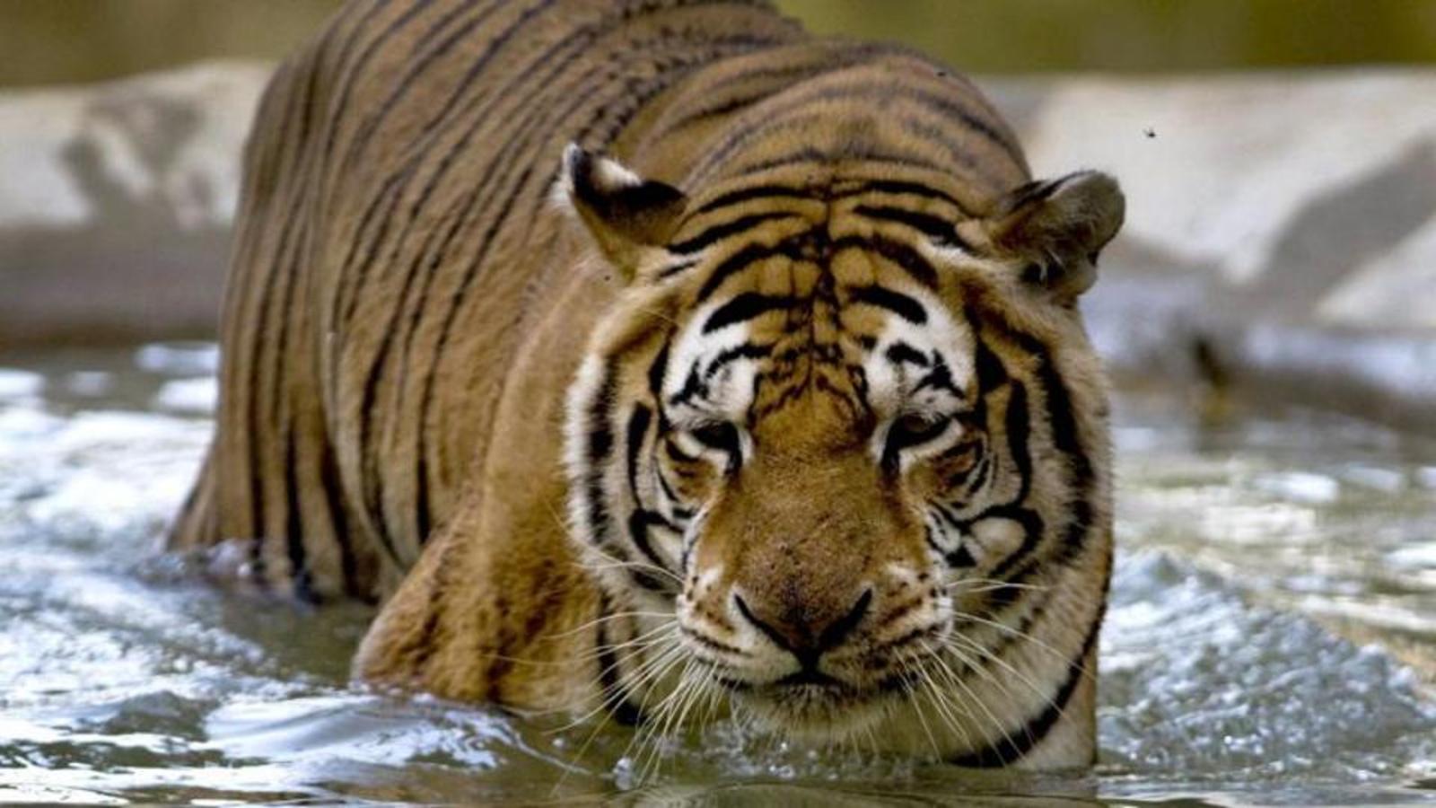 Tiger attack leaves two villagers injured in Valmiki reserve ...