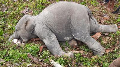 Human-elephant conflicts in Assam peak in winters when tuskers leave forests in search of food. (Photo supplied by: Assam forest dept.) Human-elephant conflicts in Assam peak in winters when tuskers leave forests in search of food. (Photo supplied by: Assam forest dept.)