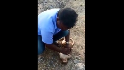 The image taken from the viral video, re-posted by R Ashwin too, show the man resuscitating a monkey. (Twitter/@SudhaRamenIFS)