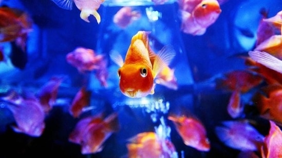 A fish aquarium kept according to Vastu Shastra greatly impacts human life. AFP Photo/Yoshikazu Tsuno