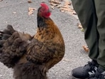 The image shows the chicken named Gamora which jumping video, shared on Facebook, went crazy viral.