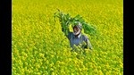 As the unseasonal rain, cyclones have affected the 2021 kharif season, Agriculture commissionerate of Maharashtra has claimed that 75% of the crop insurance claimed under Pradhan Mantri Fasal Bima Yojana (PMFBY) have already been cleared. (HT PHOTO) As the unseasonal rain, cyclones have affected the 2021 kharif season, Agriculture commissionerate of Maharashtra has claimed that 75% of the crop insurance claimed under Pradhan Mantri Fasal Bima Yojana (PMFBY) have already been cleared. (HT PHOTO)