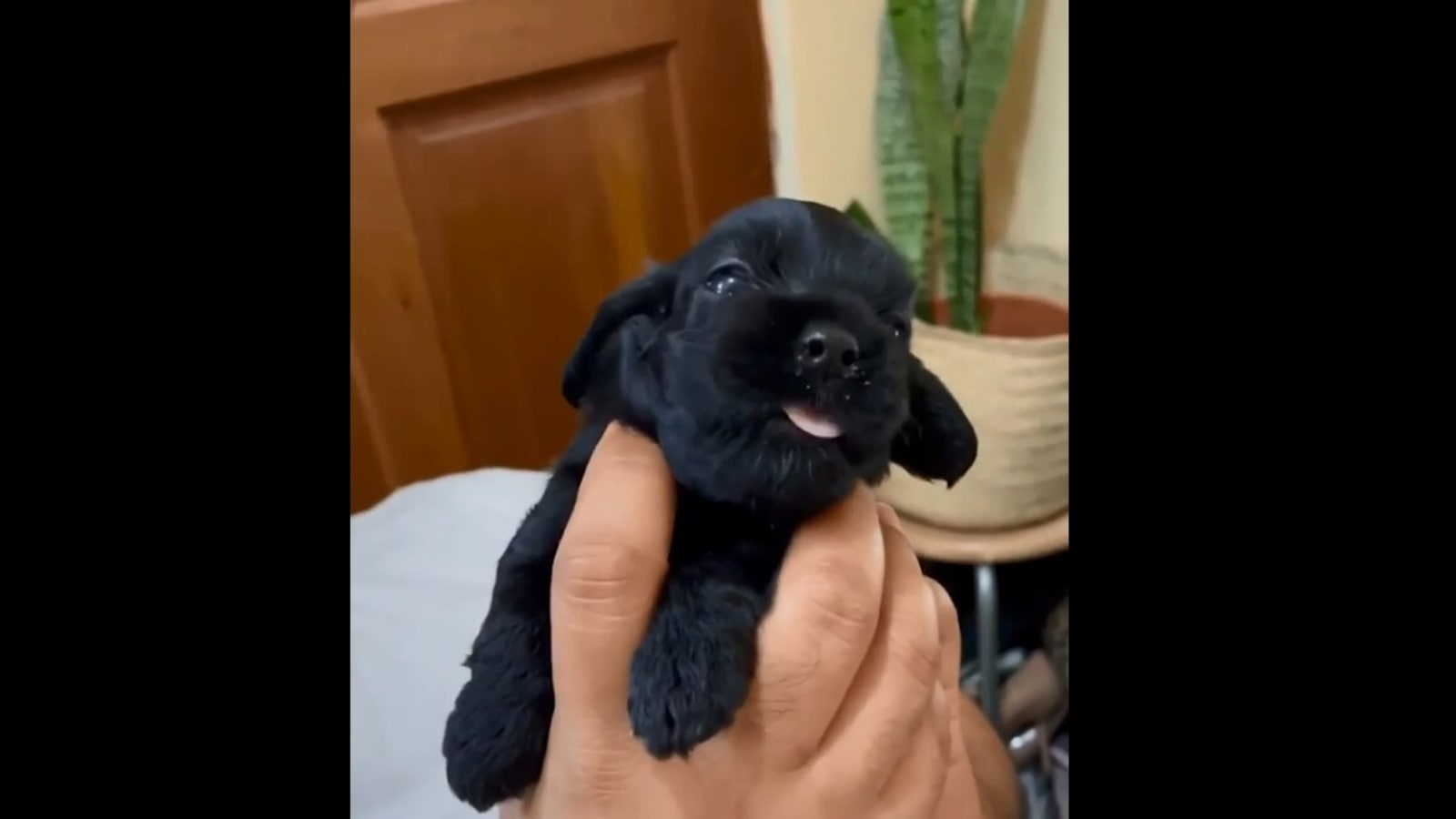 Small dog lets out big howls. Video is a whole lot cute and a
