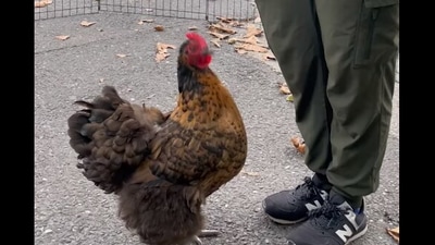 The image shows the chicken named Gamora which jumping video, shared on Facebook, went crazy viral. (Facebook/Philadelphia Zoo)