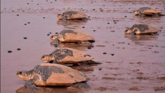 The endangered Olive Ridley turtles travel all the way from the Pacific Ocean and visit the Odisha coast in November after travelling for thousands of kilometres in the seawater. (AFP PHOTO.)