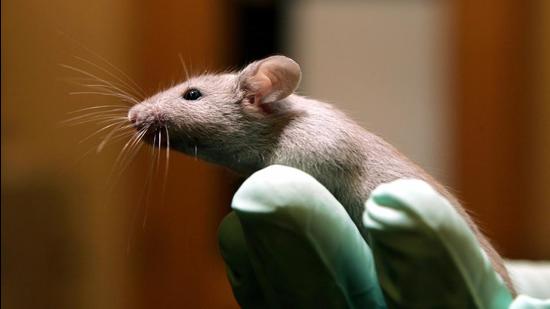 Blood and plasma transfusion also has rejuvenating effects on the brain, heart, liver, and muscle tissues in mice. Conversely, factors in older mice accelerate the premature ageing of younger mice (AP)