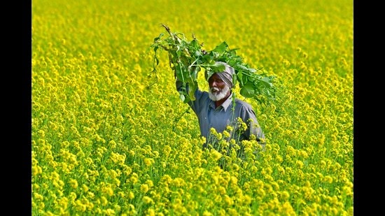 As the unseasonal rain, cyclones have affected the 2021 kharif season, Agriculture commissionerate of Maharashtra has claimed that 75% of the crop insurance claimed under Pradhan Mantri Fasal Bima Yojana (PMFBY) have already been cleared. (HT PHOTO)