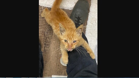 The image shows the rescue kitten holding onto its human's leg.(Reddit/@AwfulAtItAll)
