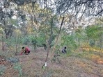 The Delhi government has not carried out a tree census for the last two decades, with many officials attributing it to staff shortage. (Sanjeev Verma/HT PHoto) The Delhi government has not carried out a tree census for the last two decades, with many officials attributing it to staff shortage. (Sanjeev Verma/HT PHoto)