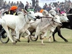 A bullock cart race in Ludhiana.