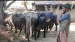 The Uttarakhand government earlier said 1,393 families of Van Gujjar who were in Rajaji Tiger Reserve have been rehabilitated but 229 families were illegible for rehabilitation