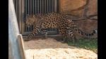 A watchman of a farmhouse near Wakadi village in Panvel has claimed to have sighted two leopards roaming outside it on Sunday night. The forest department has increased patrolling around the area. (For representational purposes only) (HT FILE PHOTO) A watchman of a farmhouse near Wakadi village in Panvel has claimed to have sighted two leopards roaming outside it on Sunday night. The forest department has increased patrolling around the area. (For representational purposes only) (HT FILE PHOTO)
