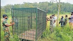 Two divisional forest officers, 200-odd forest personnel, three tranquillising teams, a trained elephant squad and selected local volunteers have been trying to locate the elusive tiger, which has made 17 killings in the last 20 days. (HT) Two divisional forest officers, 200-odd forest personnel, three tranquillising teams, a trained elephant squad and selected local volunteers have been trying to locate the elusive tiger, which has made 17 killings in the last 20 days. (HT)