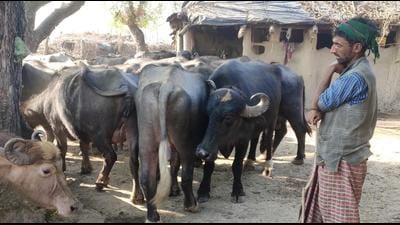 The Uttarakhand government earlier said 1,393 families of Van Gujjar who were in Rajaji Tiger Reserve have been rehabilitated but 229 families were illegible for rehabilitation