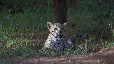 The farmer found the leopard cubs that he thought were kitten on his farm (representative image).