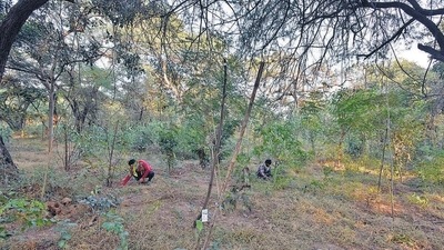 The Delhi government has not carried out a tree census for the last two decades, with many officials attributing it to staff shortage. (Sanjeev Verma/HT PHoto)