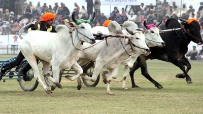 A bullock cart race in Ludhiana. (HT File Photo) A bullock cart race in Ludhiana. (HT File Photo)