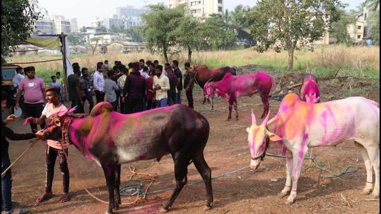 Following the Supreme Court’s order allowing the resumption of the traditional bullock-cart race in Maharashtra, celebrations took place in Motagaon region in Dombivili on Thursday. (Rishikesh Choudhary/HT PHOTO.) Following the Supreme Court’s order allowing the resumption of the traditional bullock-cart race in Maharashtra, celebrations took place in Motagaon region in Dombivili on Thursday. (Rishikesh Choudhary/HT PHOTO.)