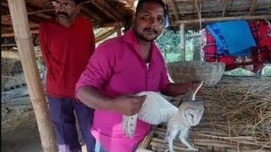 The image shows a man holding the American barn owl rescued in Bihar.(Live Hindustan)